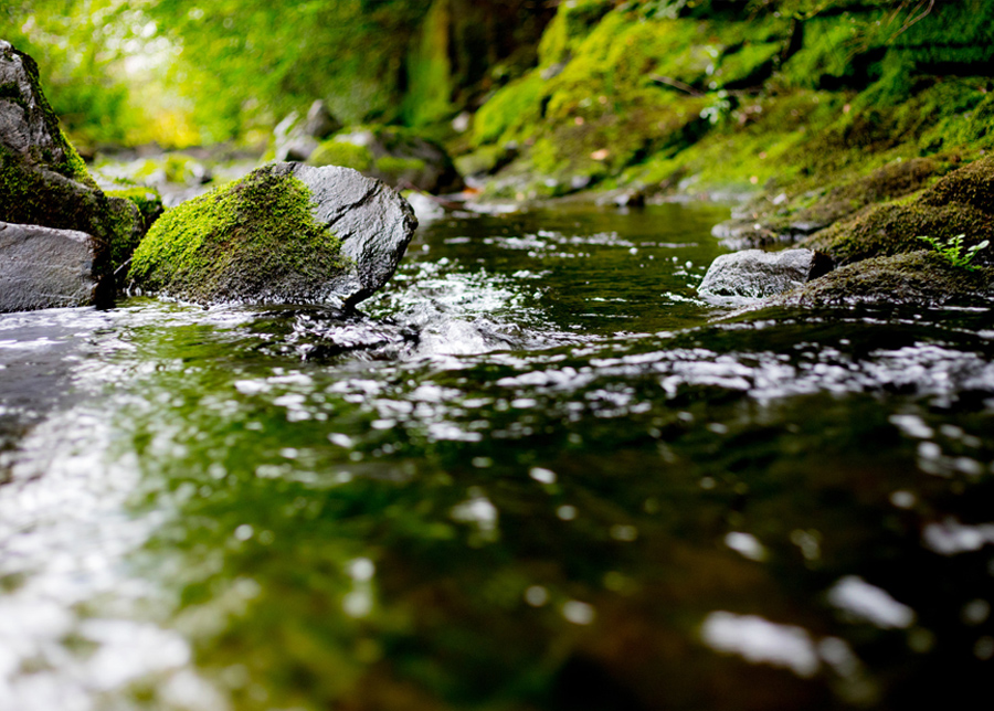 Trouver de l’eau potable et la purifier en milieu sauvage