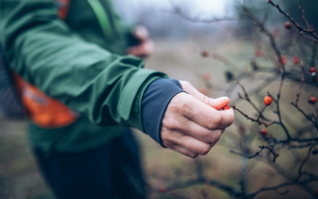 Guide pratique: 10 conseils pour la survie en forêt